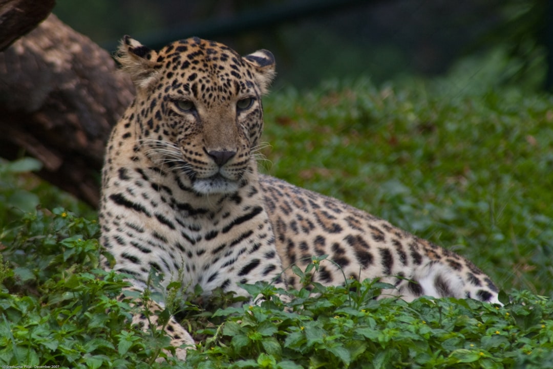 Maharashtra's latest effort to control leopard-human conflict with birth-control