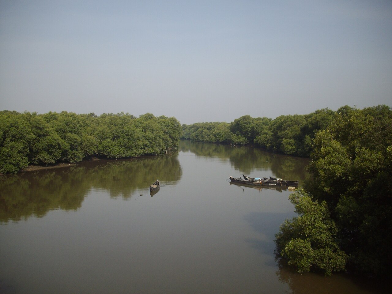 Mumbai plans to cut 45,000 Mangroves for phase 2 of the Coastal Road. SC refuses to intervene.